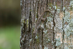 Anolis distichus