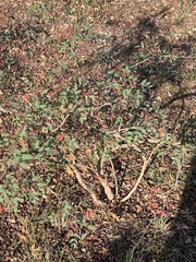Berberis swaseyi