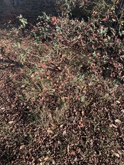Berberis swaseyi
