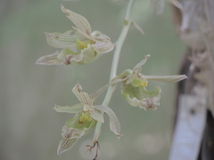 Clowesia