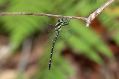 Eusynthemis nigra
