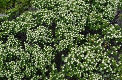 Spyridium phylicoides