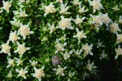 Spyridium phylicoides