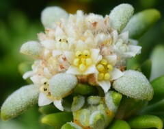 Spyridium phylicoides