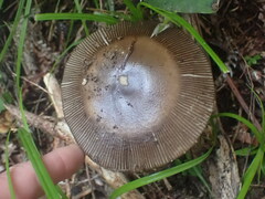 Amanita pekeoides