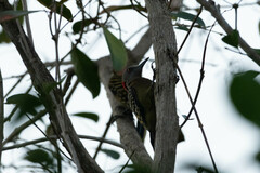 Melanerpes striatus
