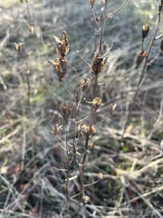 Camassia leichtlinii