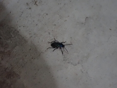 Helopini