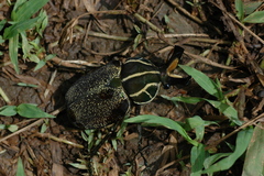 Inca clathratus
