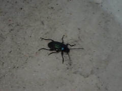 Helopini