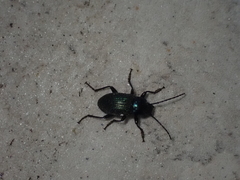 Helopini