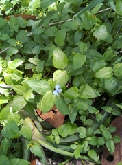 Commelina diffusa