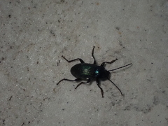 Helopini