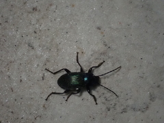 Helopini