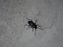 Helopini