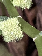 Elatostema reticulatum