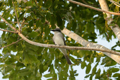 Tyrannus dominicensis