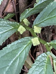 Elatostema reticulatum