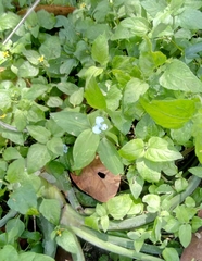 Commelina diffusa
