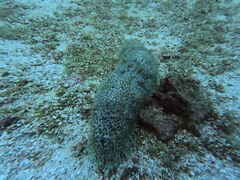 Astichopus multifidus