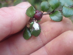 Gaultheria antipoda