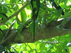 Coryphaeschna ingens