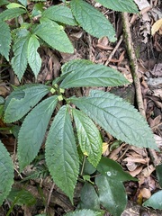 Elatostema reticulatum