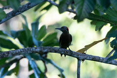 Melanerpes striatus