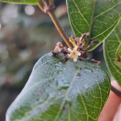 Ichnocarpus frutescens
