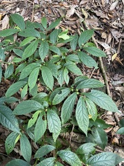 Elatostema reticulatum
