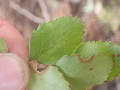 Nothofagus truncata