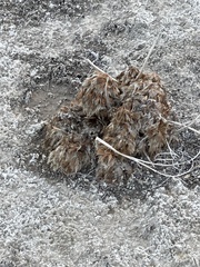 Arctomecon californica