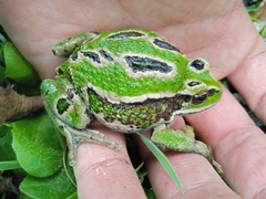 Gastrotheca riobambae