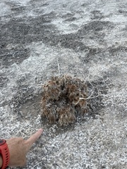 Arctomecon californica