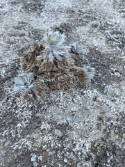 Arctomecon californica