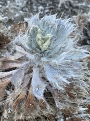 Arctomecon californica