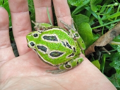 Gastrotheca riobambae