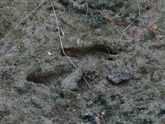 Myocastor coypus