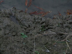 Myocastor coypus
