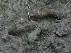 Myocastor coypus