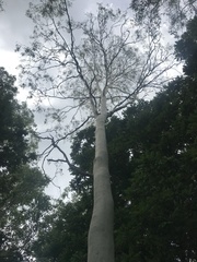 Corymbia tessellaris