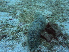 Astichopus multifidus