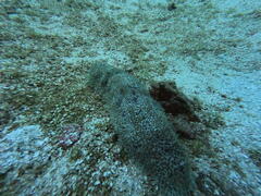 Astichopus multifidus