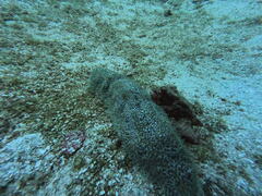 Astichopus multifidus