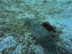 Astichopus multifidus