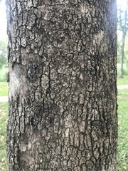 Corymbia tessellaris