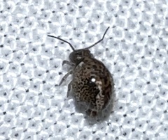 Sminthuroidea