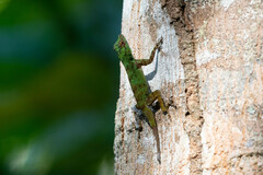 Anolis dominicensis