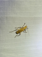 Chauliognathus cinguliventris