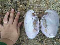 Myocastor coypus